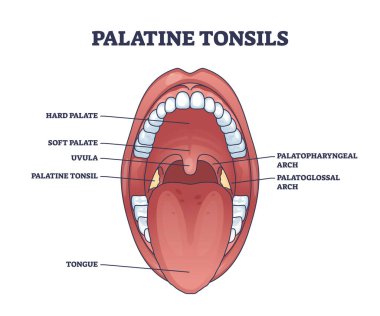 Palatine tonsils organ location behind throat and tongue with mouth structure outline diagram. Labeled educational scheme with medical oral cavity detailed anatomy description vector illustration.