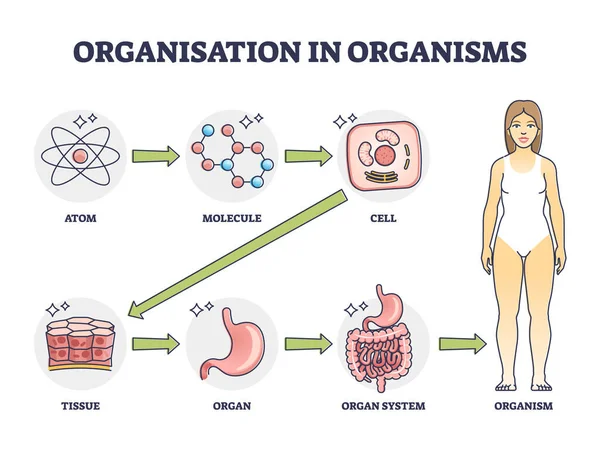 Organisation Organisms Hierarchical Level Structure Outline Diagram Labeled Educational Scheme — Vetor de Stock