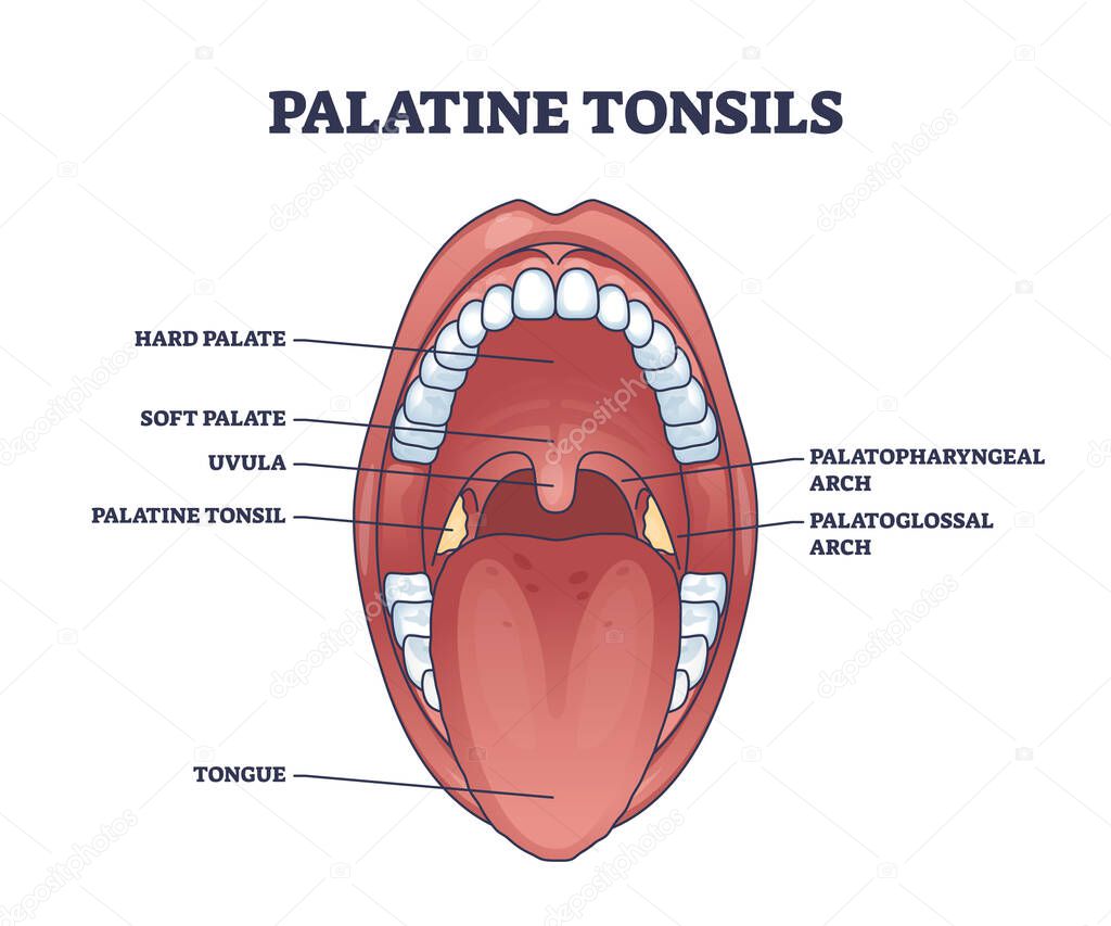 Palatine tonsils organ location behind throat and tongue with mouth structure outline diagram. Labeled educational scheme with medical oral cavity detailed anatomy description vector illustration.