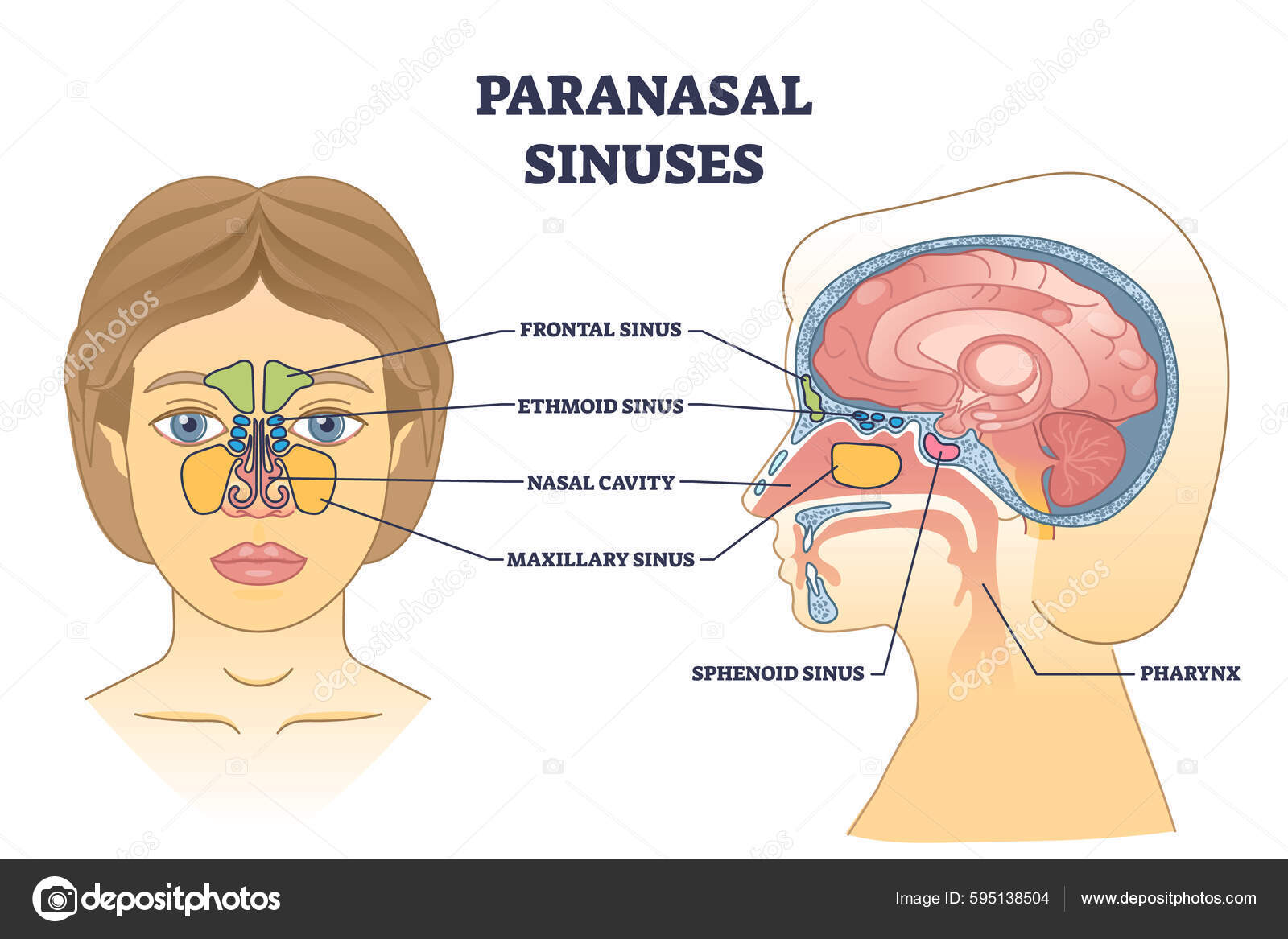 Diagram of the sinuses outlet