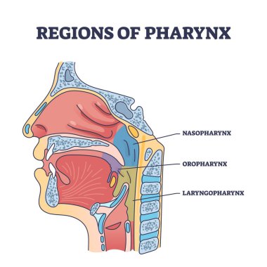 Regions of pharynx and throat parts division from cavity side view outline diagram. Labeled educational scheme with nasopharynx, oropharynx and laryngopharynx location anatomy vector illustration. clipart