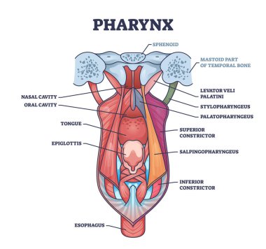 Pharynx or throat anatomical and medical oral structure outline diagram. Labeled educational detailed description with tongue, epiglottis, esophagus, cavity and palatini body parts vector illustration