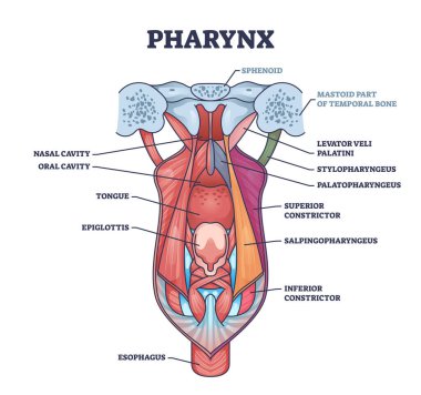 Pharynx or throat anatomical and medical oral structure outline diagram. Labeled educational detailed description with tongue, epiglottis, esophagus, cavity and palatini body parts vector illustration clipart