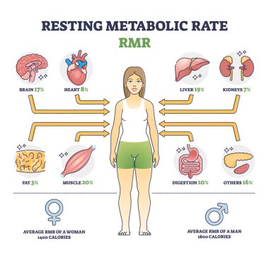 Resting metabolic rate or RMR as body calories consumption outline diagram. Labeled educational scheme with energy percentage level required for life and inner organ function usage vector illustration