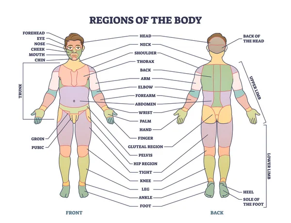 Regions Human Body Front Back Parts Description Tiny Person Concept — Vettoriale Stock