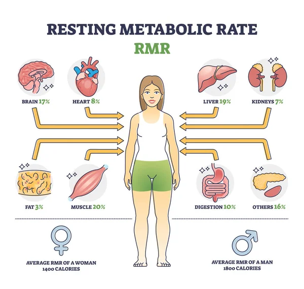 Resting Metabolic Rate Rmr Body Calories Consumption Outline Diagram Labeled — Vettoriale Stock