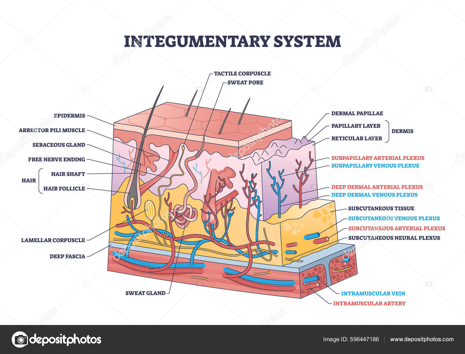 44+ Integumentary System Diagram Labeled - ZahraKenneth