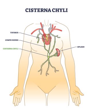Cisterna chyli location and dilated sac anatomy description outline diagram. Labeled educational scheme with thymus, lymph nodes and spleen system on human body vector illustration. Medical lymphatics clipart