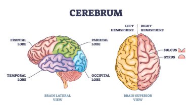 Cerebrum brain structure from lateral and superior view outline diagram. Labeled educational colorful scheme with frontal, temporal, parietal and occipital lobe vector illustration. Hemisphere sides. clipart
