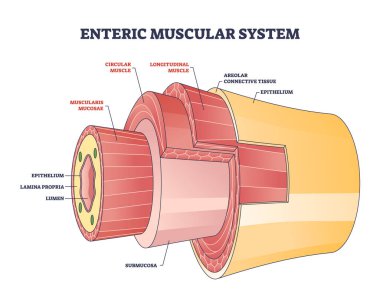 Enteric muscular system in gut wall of the small intestine outline diagram. Labeled educational scheme with layers and structure of digestive tract muscle vector illustration. Lamina propria location. clipart