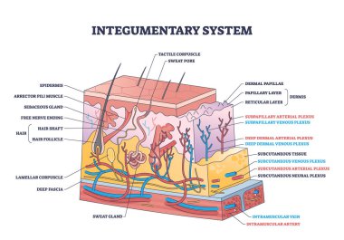 Integumentary system with epidermis surface layer structure outline diagram. Labeled educational scheme with skin section and hairs, dermis or subcutaneous physiological parts vector illustration.