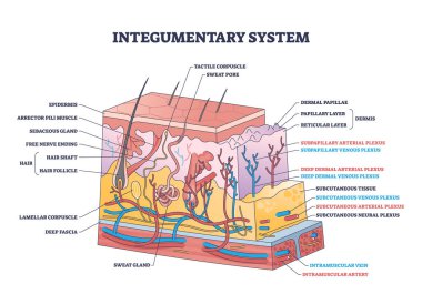 Integumentary system with epidermis surface layer structure outline diagram. Labeled educational scheme with skin section and hairs, dermis or subcutaneous physiological parts vector illustration. clipart