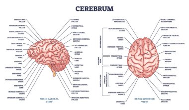 Cerebrum structure and human brain sections and parts anatomy outline diagram. Labeled educational scheme with medical description and parietal, central or frontal organ division vector illustration. clipart