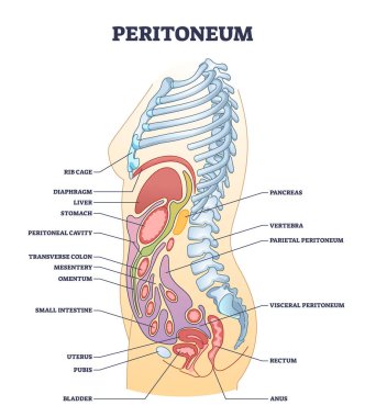 Peritoneum membrane as smooth muscle tissue in abdominopelvic cavity outline diagram. Labeled educational scheme with inner stomach organs from side view vector illustration. Human body organ anatomy.