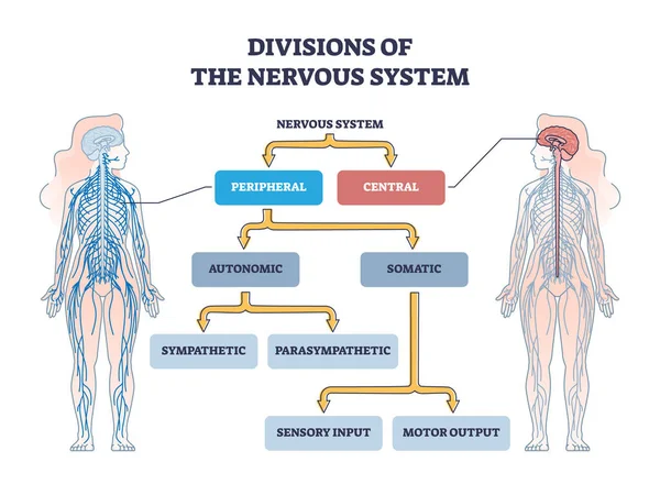 Divisions Peripheral Central Nervous System Anatomy Outline Diagram Labeled Educational — Wektor stockowy