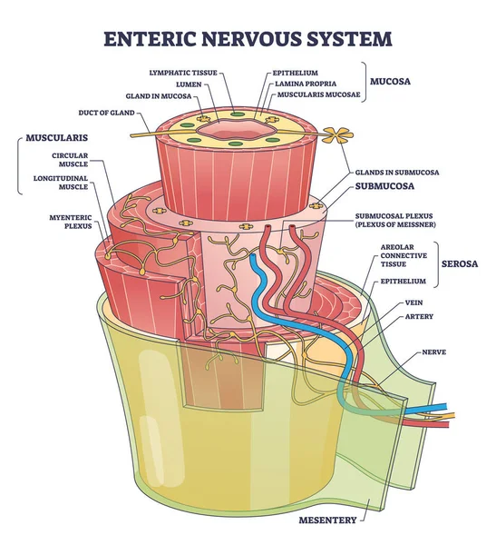 Enteric Nervous System Ens Intrinsic Autonomic Anatomy Outline Diagram Labeled — Vettoriale Stock