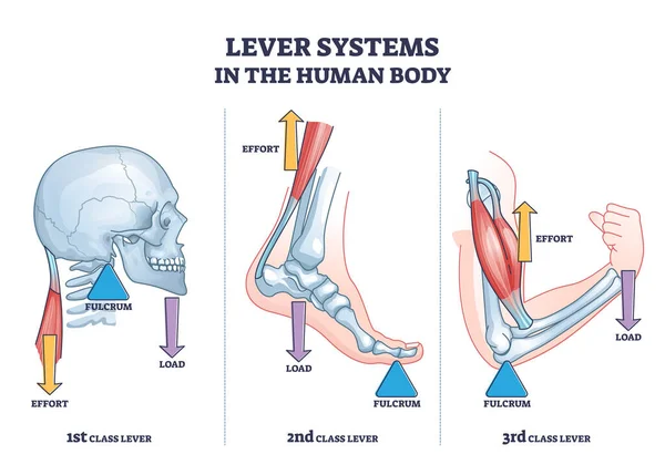 Lever Systems Human Body Neck Leg Arm Movement Outline Diagram — Stock Vector