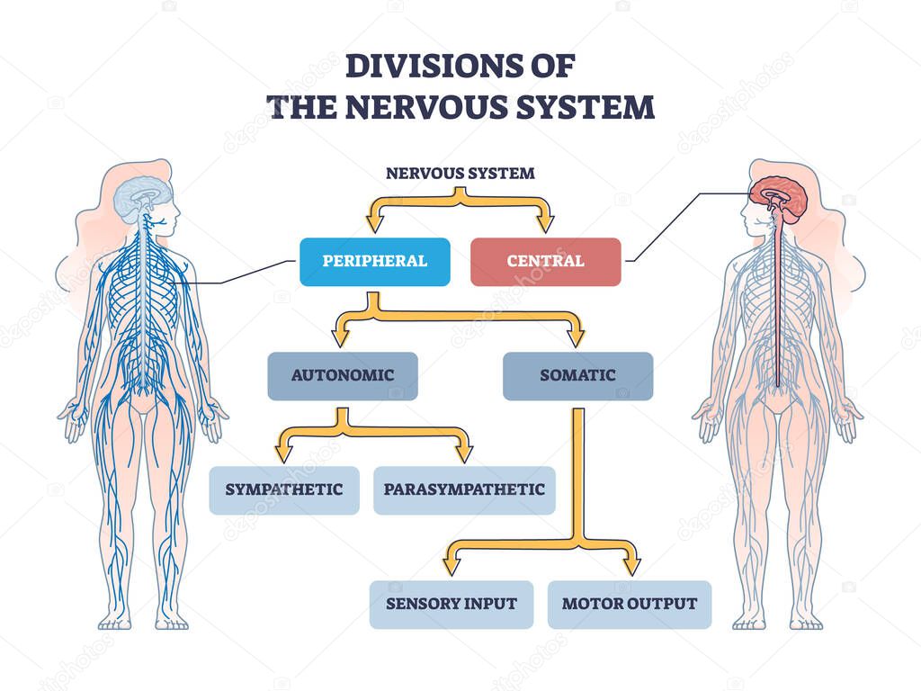 Divisions of peripheral and central nervous system anatomy outline diagram. Labeled educational scheme with autonomic and somatic or sympathetic and parasympathetic categories vector illustration.