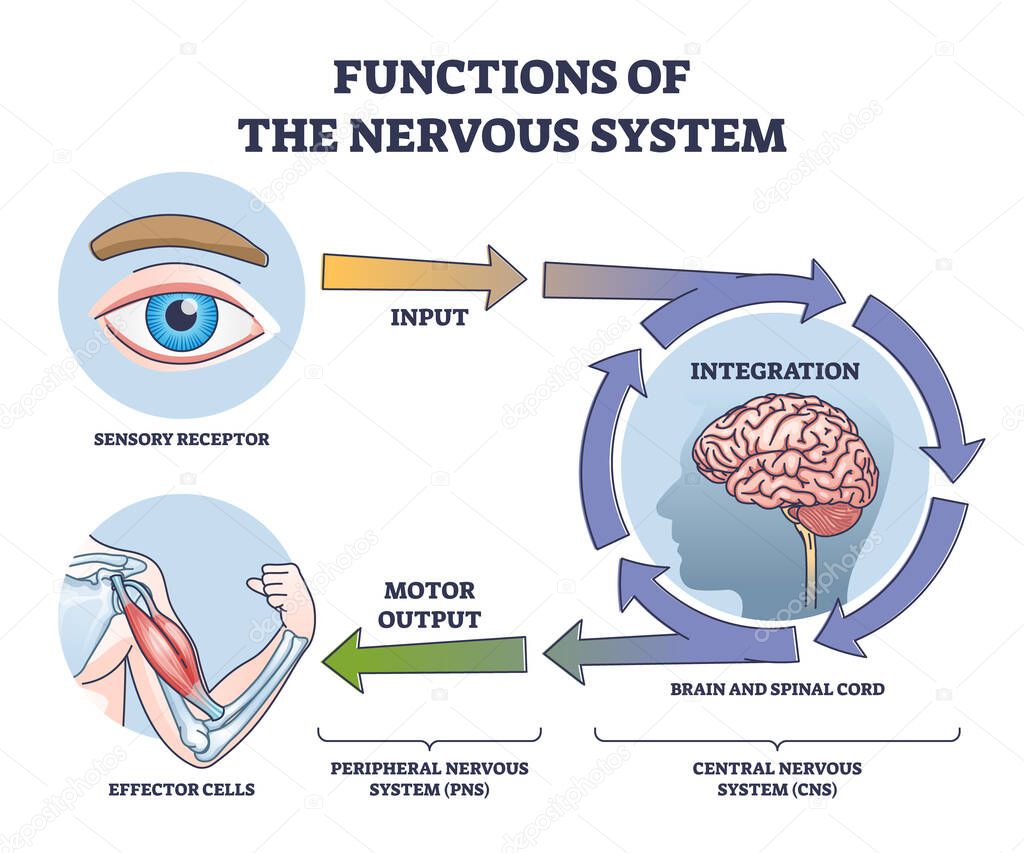 Functions of nervous system from receptor input to effector outline diagram. Labeled educational steps with sensory integration in brain and spinal cord and motor output with CNS vector illustration.