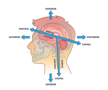 Rostral vs caudal head axis description for head anatomy outline diagram. Labeled educational scheme with medical positions and superior, inferior, anterior or posterior directions vector illustration