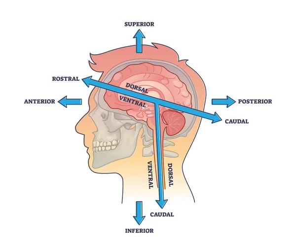 Rostral Caudal Head Axis Description Head Anatomy Outline Diagram Labeled —  Vetores de Stock