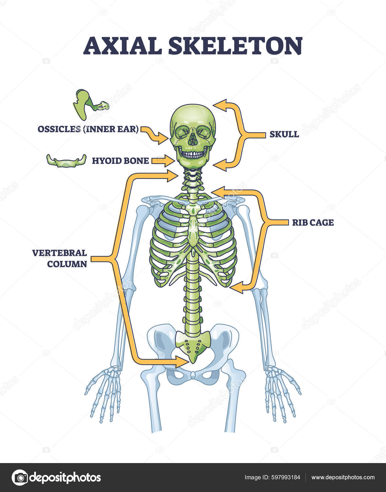 Axial Skeleton Parts Human Skeleton Skull Ribs Outline Diagram Labeled Biology Diagrams