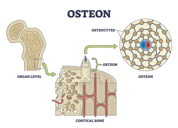 Osteon Haversian System Compact Bone Structure Outline Diagram Labeled Educational — Stock Vector