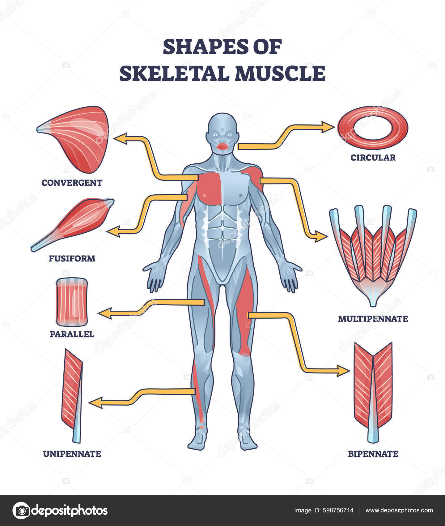 Male Chest Muscles Labeled Educational Medical Chart Thick Paper