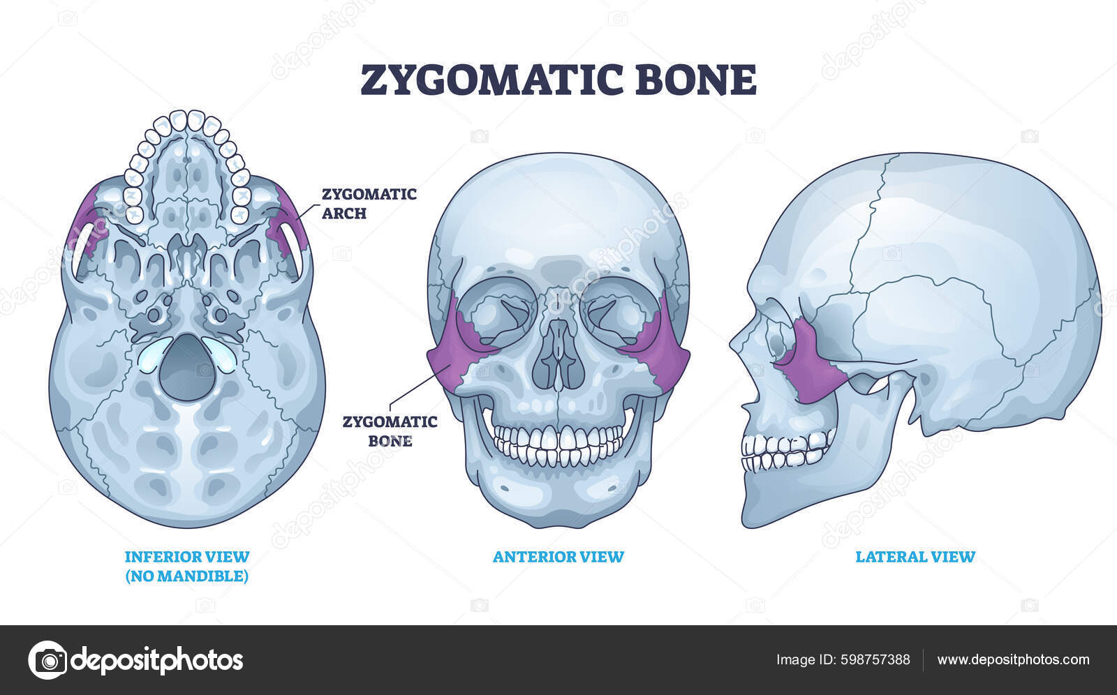 Zygomatic Bone Location Human Skull Skeleton Anatomy Outline Diagram ...