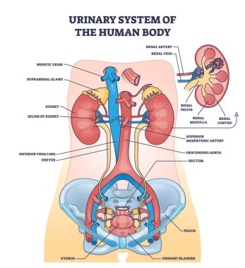 Urinary system of human body with inner organs anatomy outline diagram. Labeled educational scheme with kidney location and blood circulation using renal artery, aorta and veins vector illustration. clipart