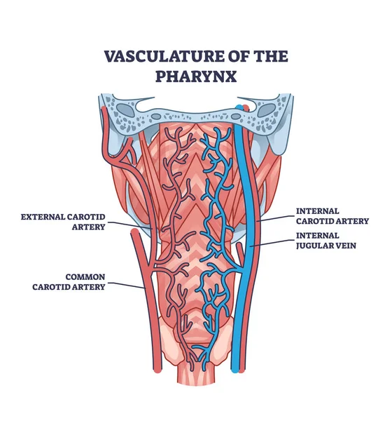Vasculature Pharynx Throat Blood Artery Vein System Outline Diagram Labeled — Stockvektor