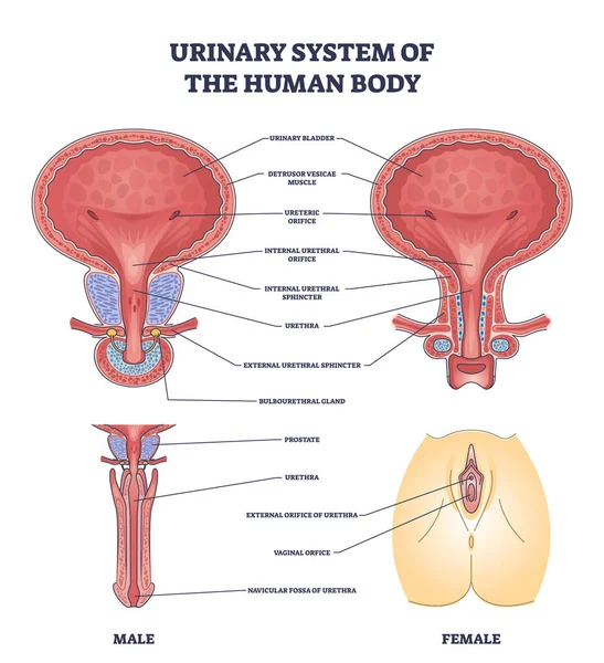 Urinary System Human Body Gender Structure Differences Outline Diagram Labeled — Image vectorielle