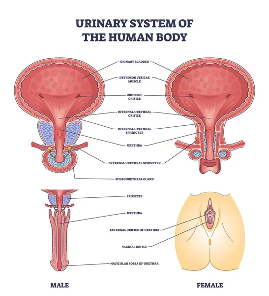 Ουροποιητικό Σύστημα Του Ανθρώπινου Σώματος Και Διαφορές Δομή Του Φύλου — Διανυσματικό Αρχείο