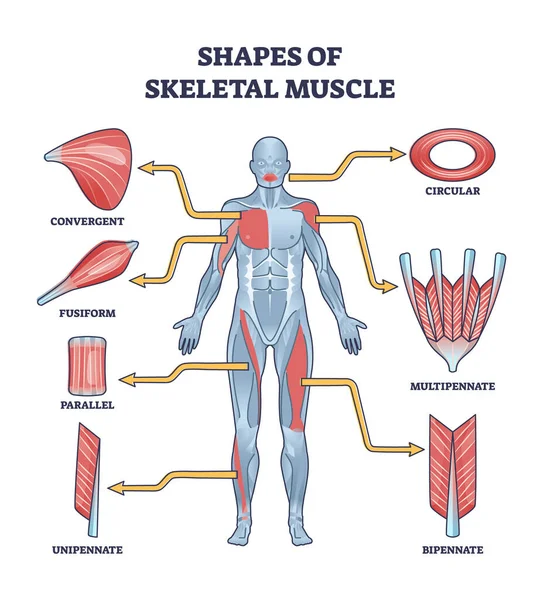 Shapes Skeletal Muscles Various Muscular Types Outline Diagram Labeled Educational — Vector de stock