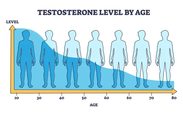Testosterone Level Age Hormone Production Reduction Outline Diagram Labeled Educational —  Vetores de Stock