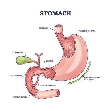 Stomach organ structure and medical digestive model anatomy outline diagram. Labeled educational scheme with body inner parts and physiology vector illustration. Gallbladder and pylorus location. clipart