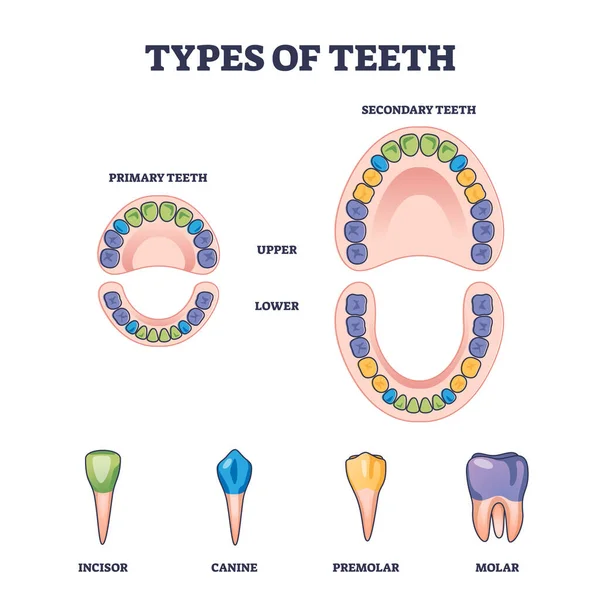 Types Teeth Primary Secondary Tooth Division Outline Diagram Labeled Educational — Archivo Imágenes Vectoriales