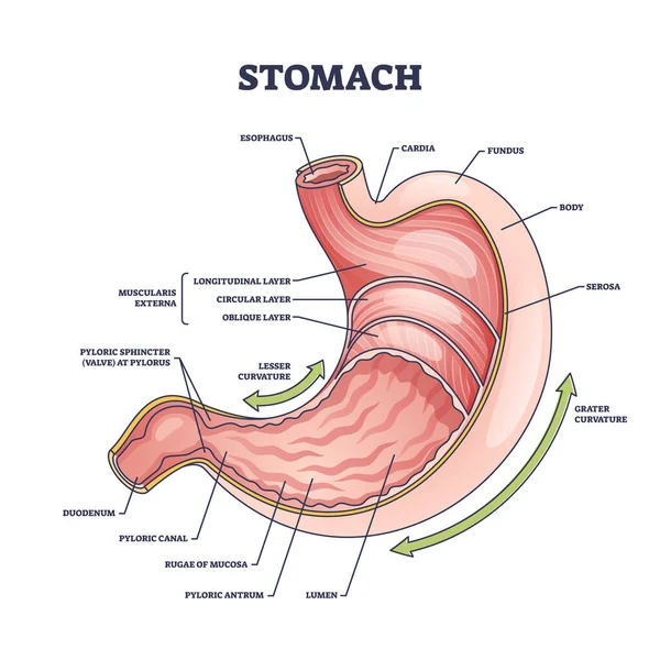 Stomach Anatomy Digestive Organ Detailed Inner Structure Outline Diagram Labeled — Stockový vektor
