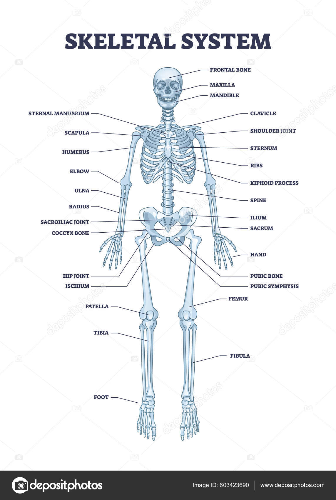 Skeletal System Body Skeleton Structure Anatomy Outline Diagram Labeled ...
