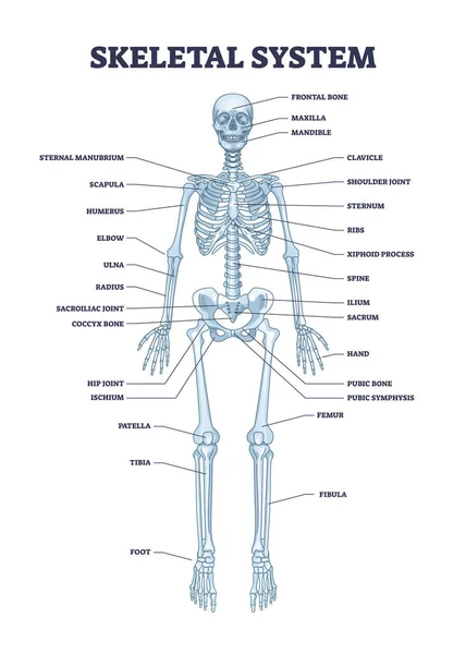 Skeletal System Body Skeleton Structure Anatomy Outline Diagram Labeled Educational — Archivo Imágenes Vectoriales