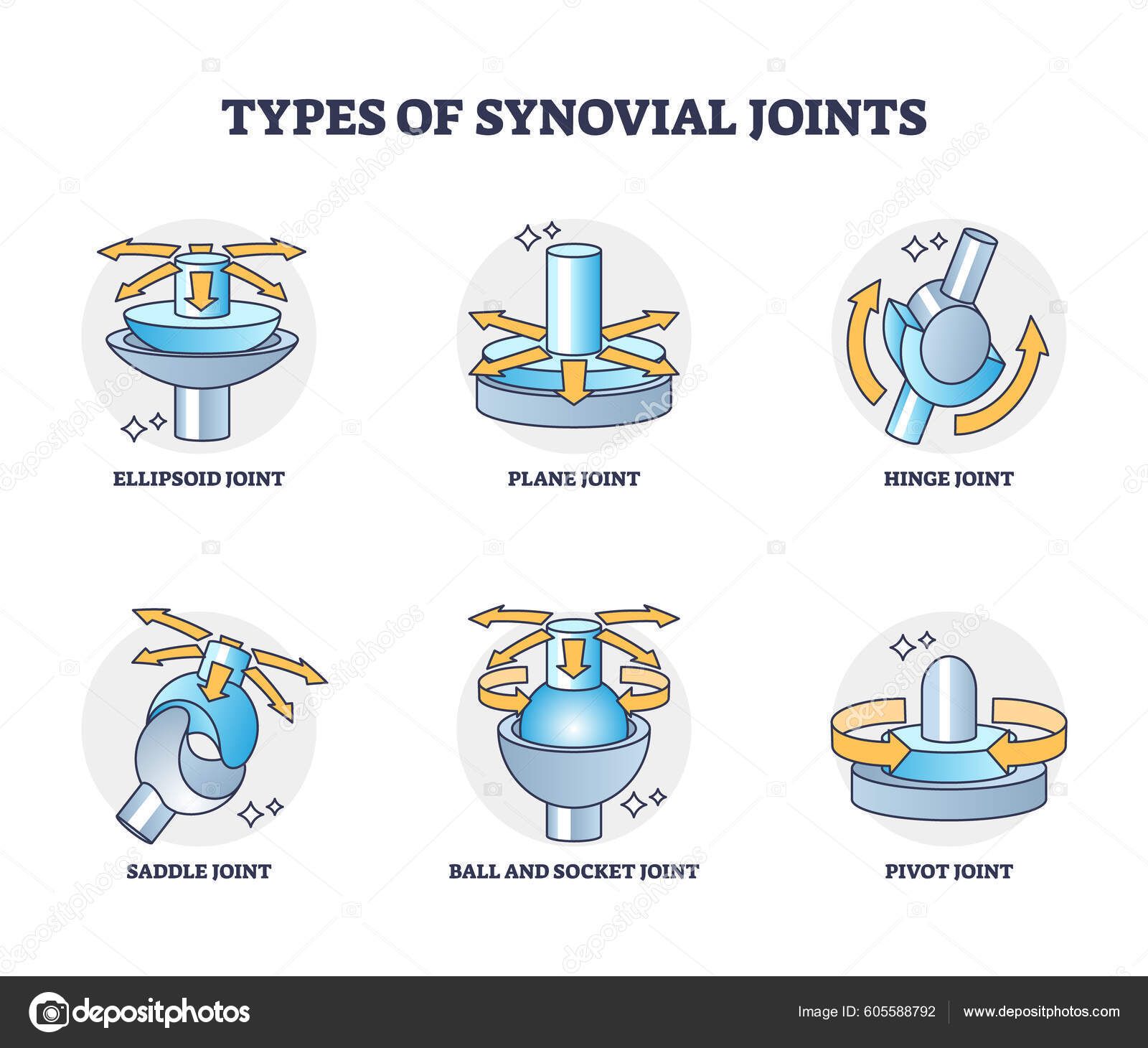 Why Is It Called Synovial Joint Why Is It Called Synovial Joint