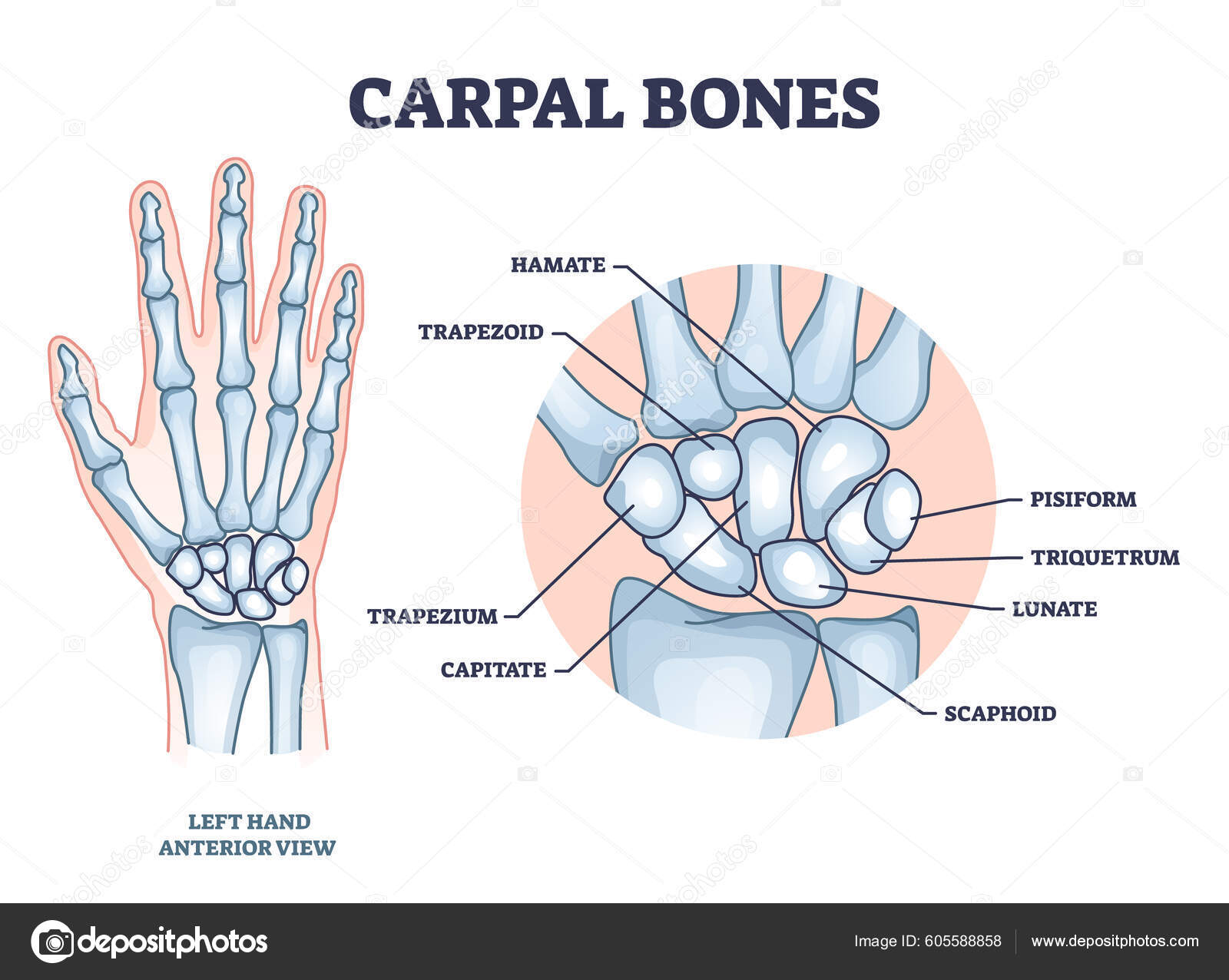 Hand bones diagram
