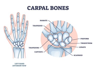 Carpal bones with hand palm skeletal structure and anatomy outline diagram. Labeled educational scheme with medical left hand model and isolated hamate, trapezoid or pisiform bone vector illustration. clipart