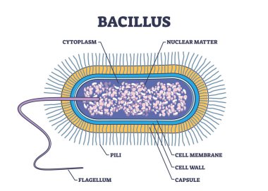 Bacillus anatomy with microscopic microbe structure outline diagram. Labeled educational scheme with microorganism parts vector illustration. Cytoplasm, nuclear matter, pili and flagellum location.