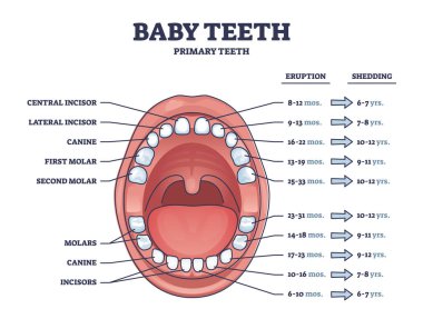 Baby teeth with primary tooth eruption and shedding time outline diagram. Labeled educational scheme with open mouth and dental incisor, canine and molar location vector illustration. Child medicine.