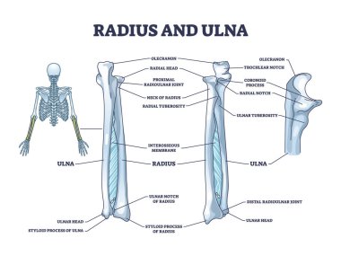 Radius and ulna bone anatomy with arm skeletal structure outline diagram. Labeled educational scheme with upper body parts and hand long bones vector illustration. Detailed physiological description.