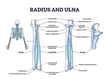 Radius and ulna bone anatomy with arm skeletal structure outline diagram. Labeled educational scheme with upper body parts and hand long bones vector illustration. Detailed physiological description. clipart