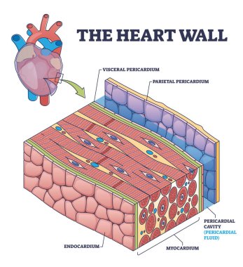 The heart wall with human organ medical membrane structure outline diagram. Labeled educational scheme with inner cardiology anatomy and visceral or parietal pericardium location vector illustration.