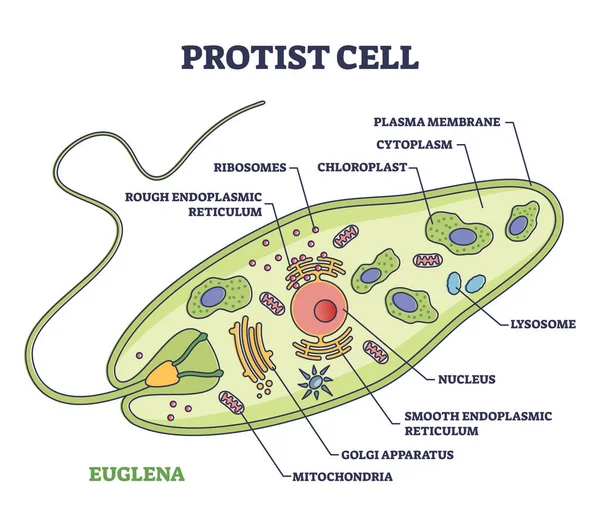 Protist Cell Anatomy Euglena Microorganism Structure Outline Diagram Labeled Educational — Stock vektor