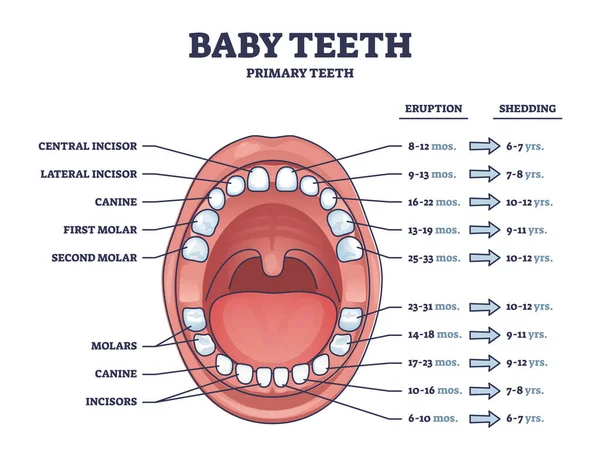 Baby Teeth Primary Tooth Eruption Shedding Time Outline Diagram Labeled — стоковый вектор